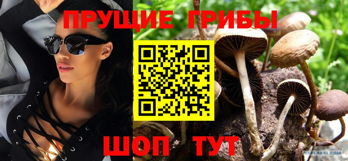 как найти закладки  Псилоцибиновые грибы MAGIC MUSHROOMS  Вход с VPN  Псилоцибиновые грибы Psilocybine cubensis  Михайловка 